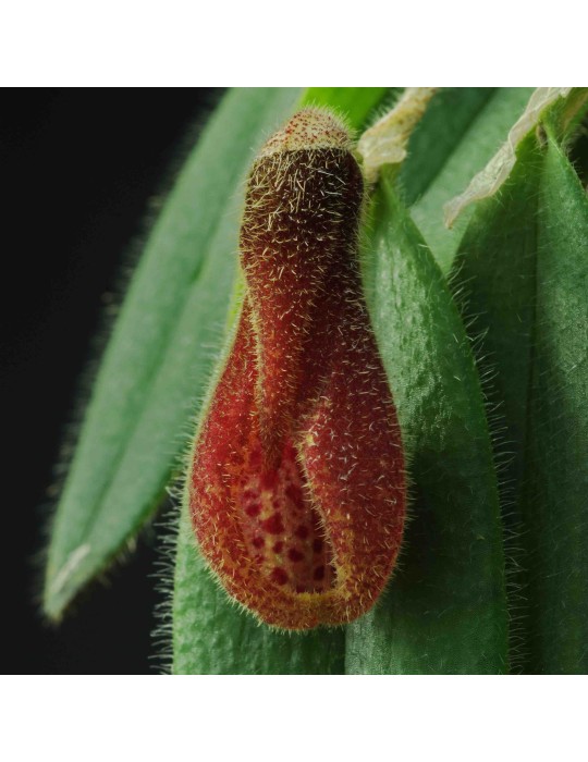 Dresslerella caesariata