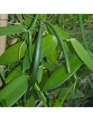 Vanda coerulescens 2