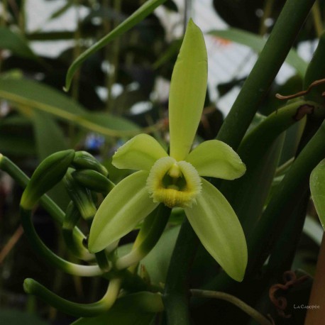Suspensions Vanilla planifolia orchidée grimpante vraies plantes vanille