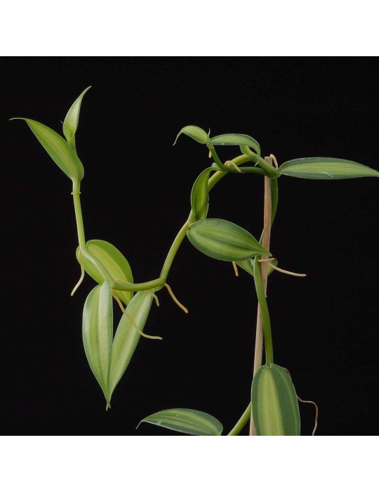 Vanilla planifolia 'variegata'