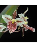 Tolumnia triquetra