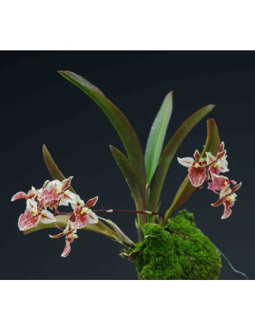 Tolumnia triquetra 2