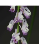 Schoenorchis juncifolia