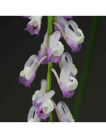 Schoenorchis juncifolia 2