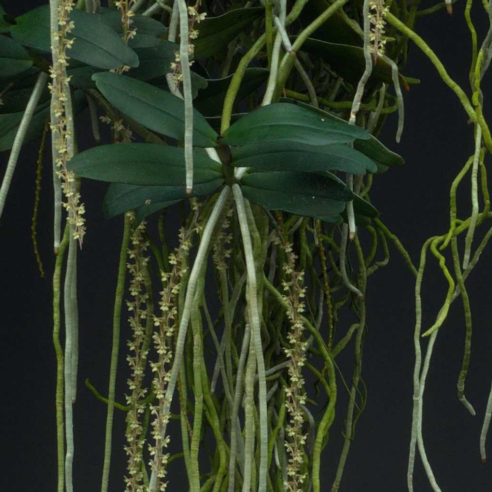 Rhipidoglossum rutilum