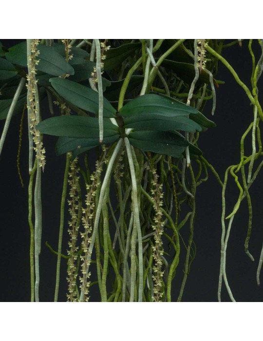 Rhipidoglossum rutilum