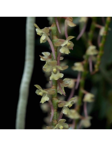 Rhipidoglossum rutilum sur plaque