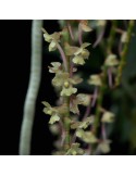 Rhipidoglossum rutilum