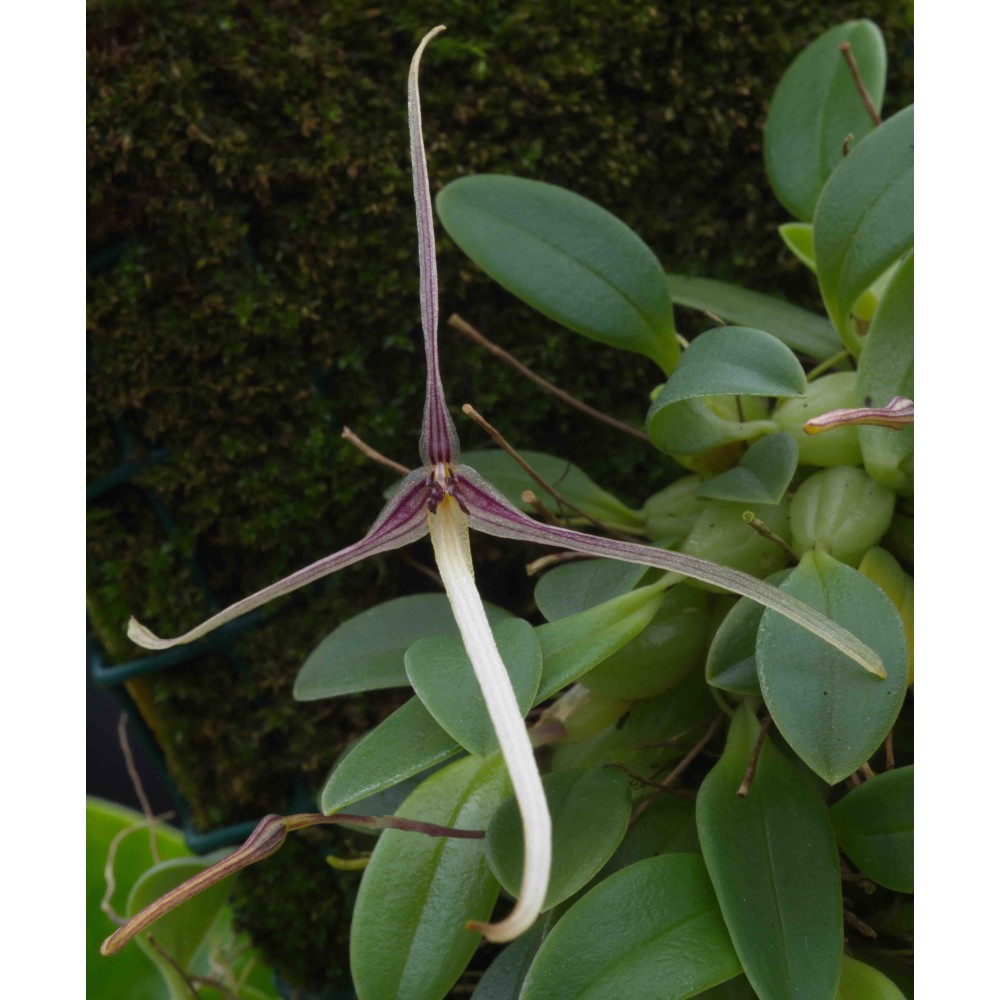 Hapalochilus alticola