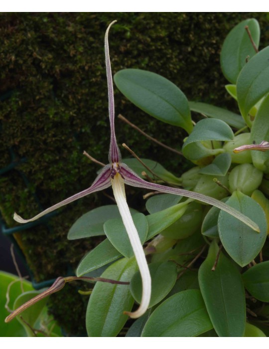 Hapalochilus alticola