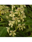 Prosthechea radiata 'Liane'