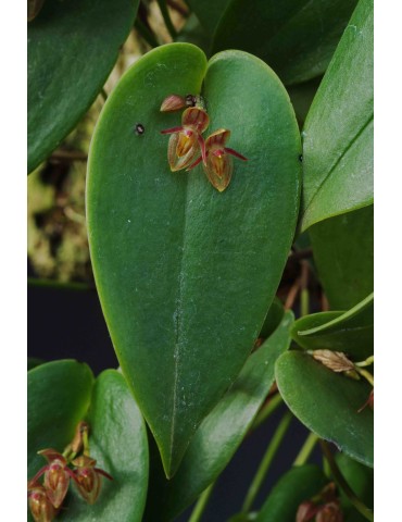 Pleurothallis matudana 2
