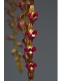 Bulbophyllum falcatum var. velutinum