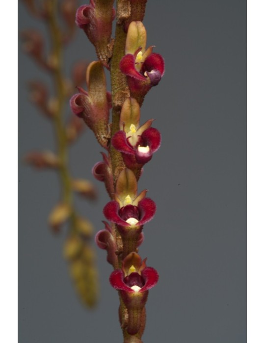 Bulbophyllum falcatum var. velutinum