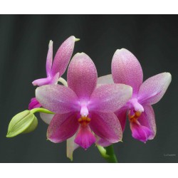 Phalaenopsis Sweet Memory 'Liodoro'