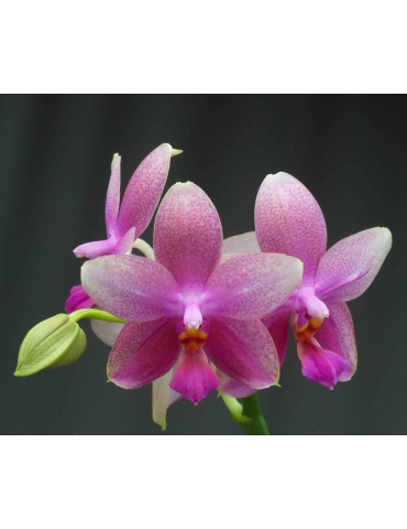 Phalaenopsis Sweet Memory 'Liodoro'