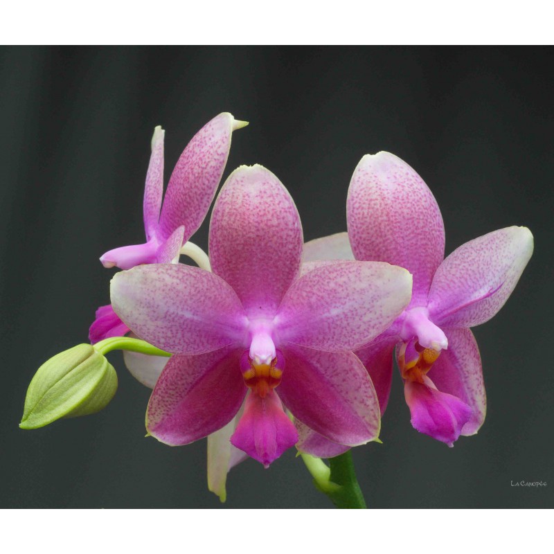 Orchidée Phalaenopsis Sweet Memory Liodoro, vente