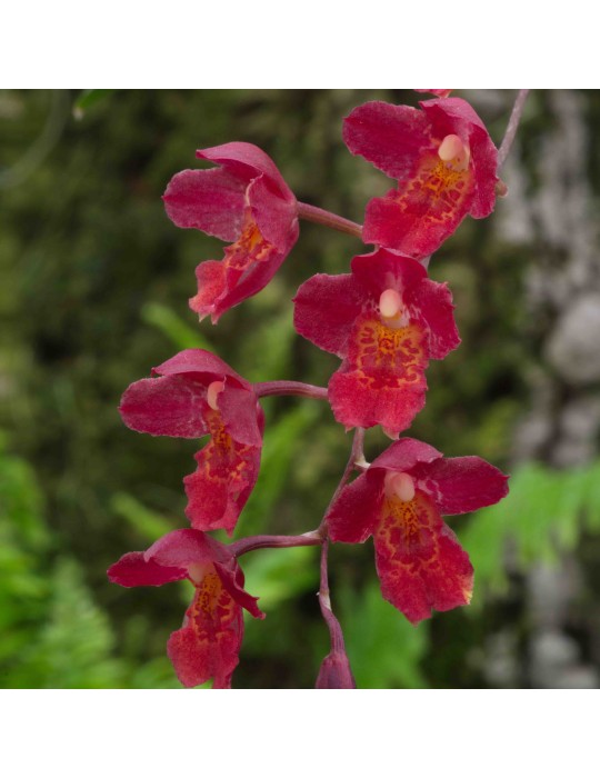 Odontoglossum (Bic-ross x rossii) x Hambühren Gold