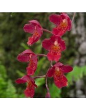 Odontoglossum (Bic-ross x rossii) x Hambühren Gold