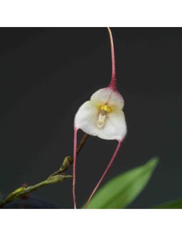 Dracula velutina