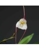 Dracula velutina