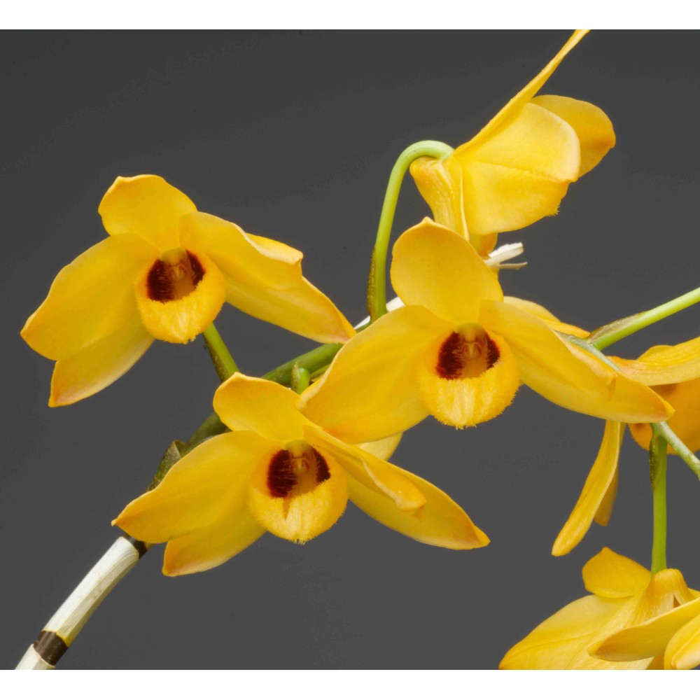 Dendrobium moschatum