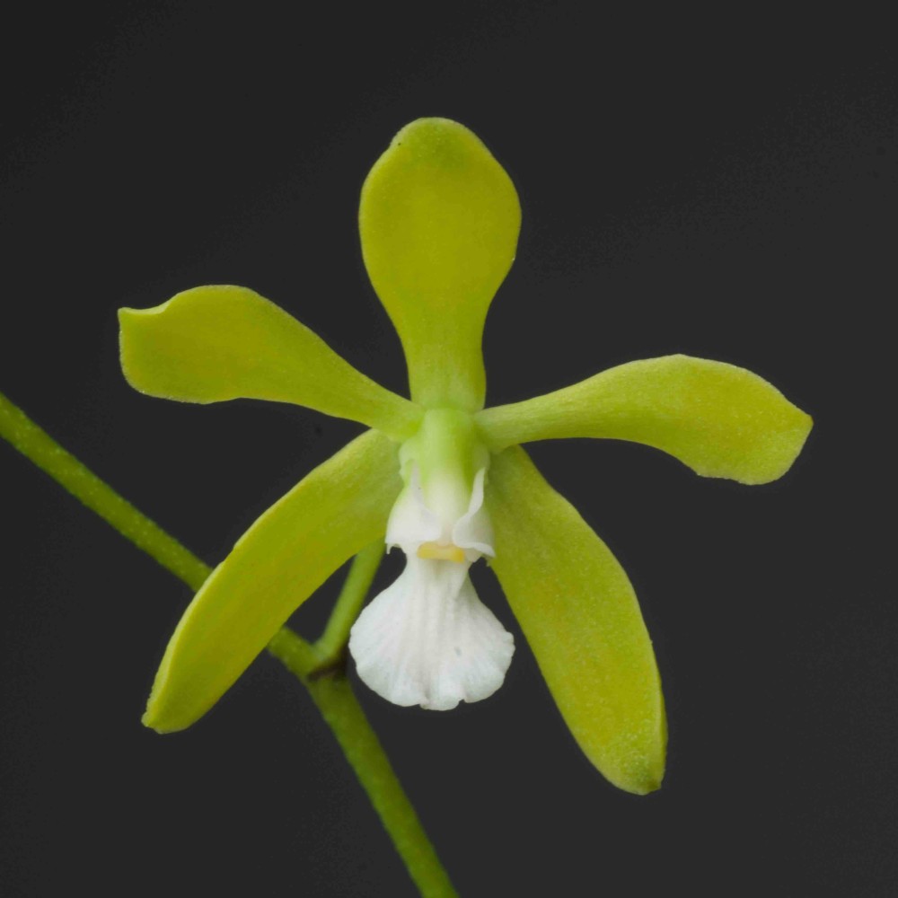 Encyclia tampensis var. albolabia