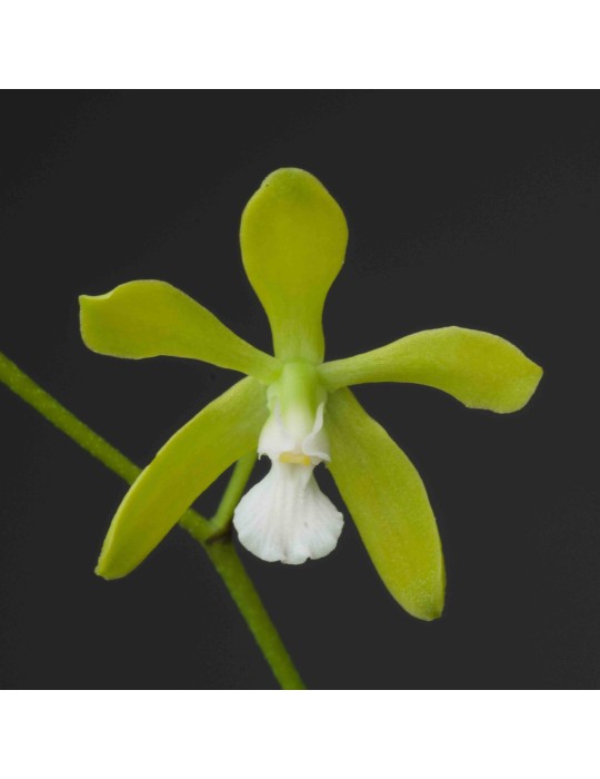 Encyclia tampensis var. albolabia
