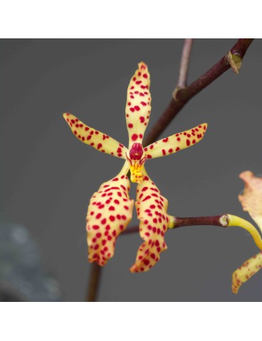 Renanthera Amayani