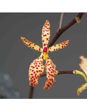 Renanthera Amayani