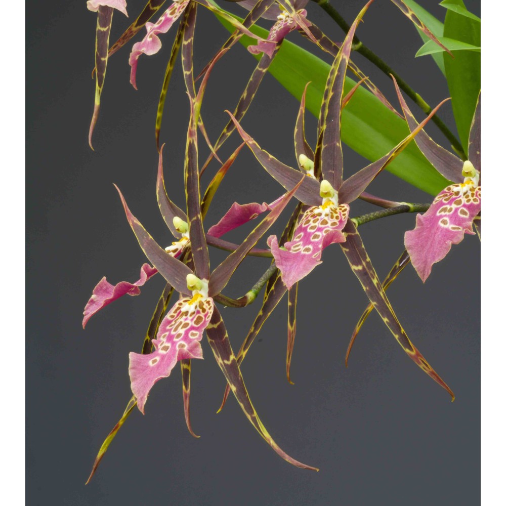 Miltassia Shelob 'Tolkien'