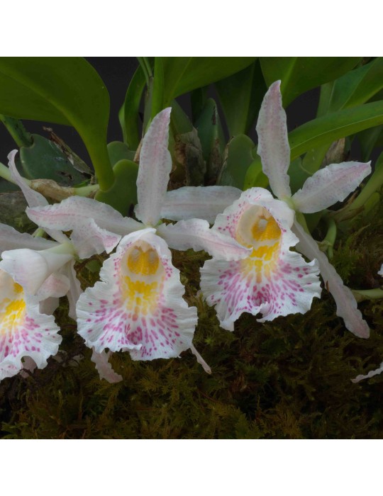 Trichopilia suavis Trichopilia suavis