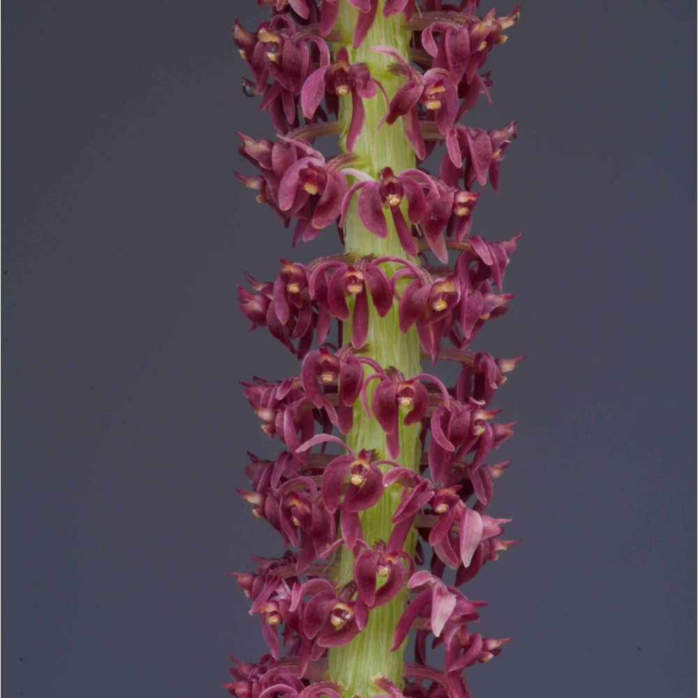 Dienia ophrydis