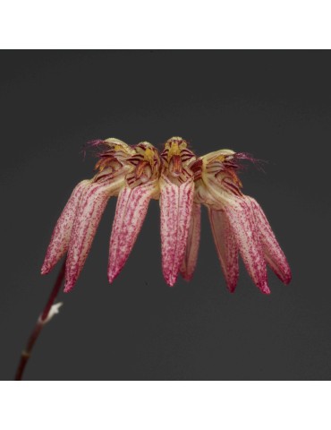 Bulbophyllum roxburghii