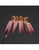 Bulbophyllum roxburghii
