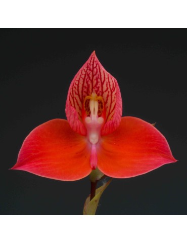 Disa Unifoam
