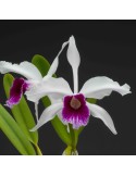 Laelia purpurata var werhauseri x russelliana