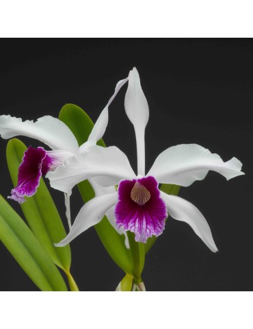 Laelia purpurata var werkhauseri x russelliana