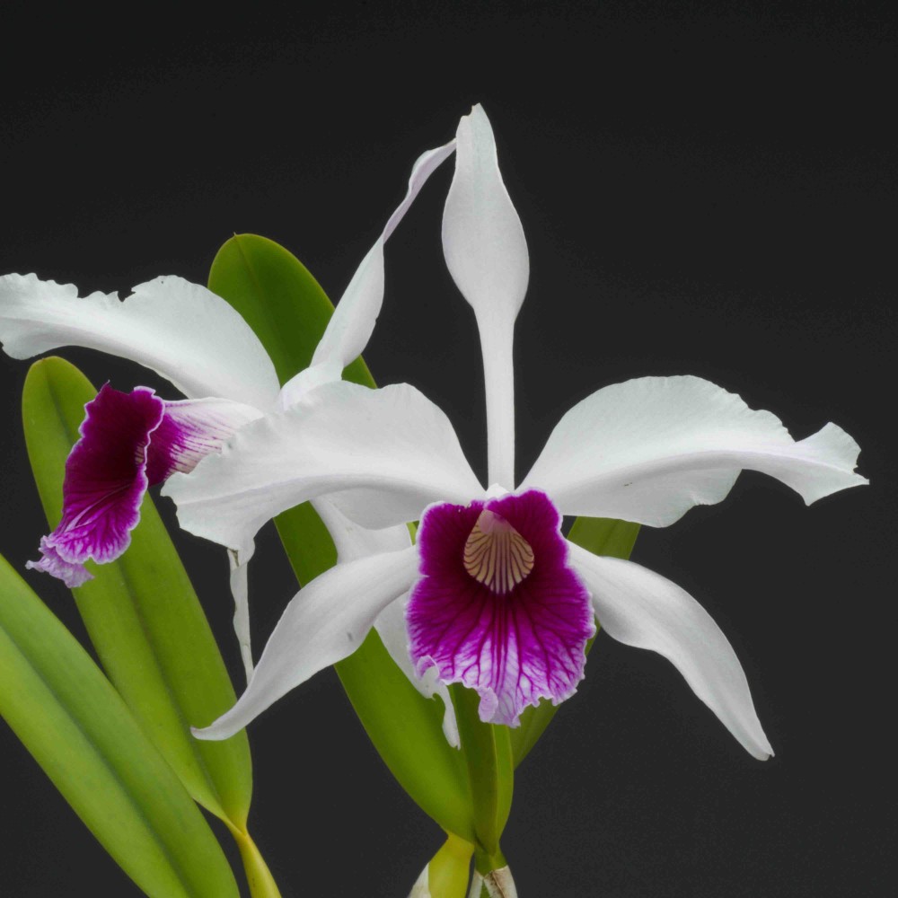 Laelia purpurata var werhauseri x russelliana