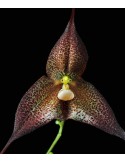 Dracula roezlii