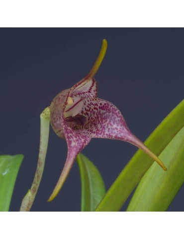 Masdevallia civilis en sphaigne