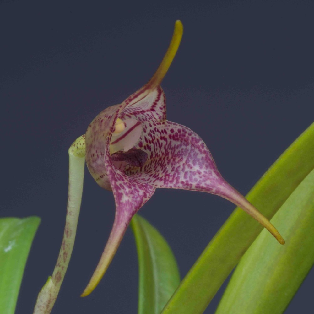 Masdevallia civilis