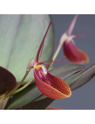 Restrepia cymbula en sphaigne