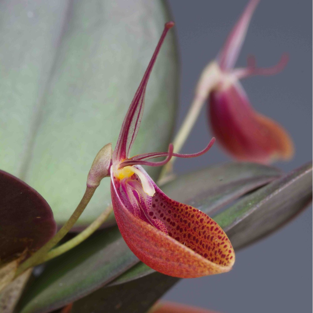 Restrepia cymbula Restrepia cymbula