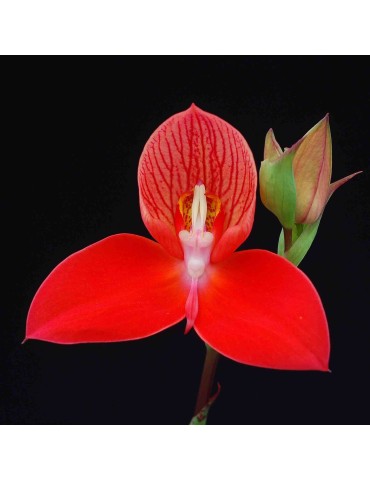 Disa Unifoam 'Fire Bird'