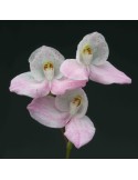 Disa Trikew