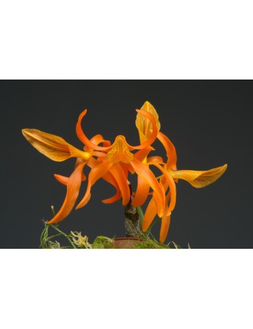 Dendrobium Etincelle 2