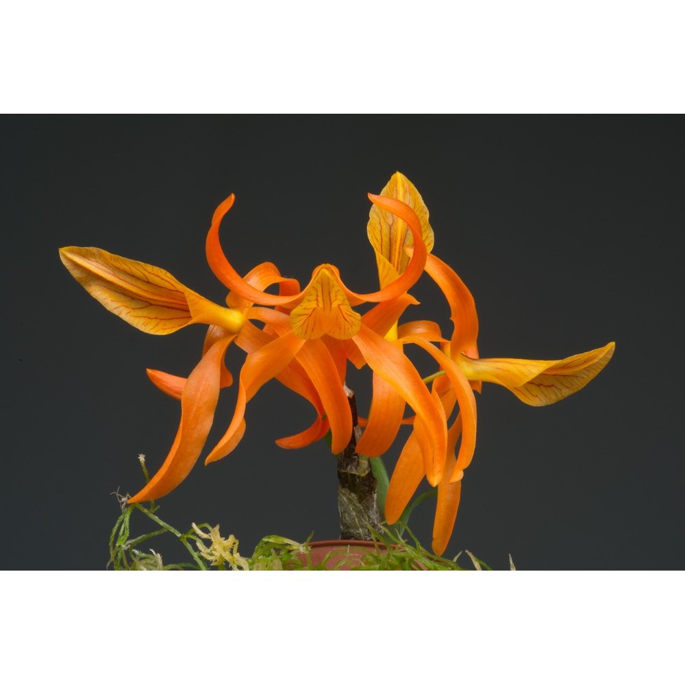 Dendrobium Etincelle