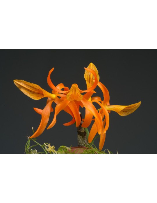 Dendrobium Etincelle