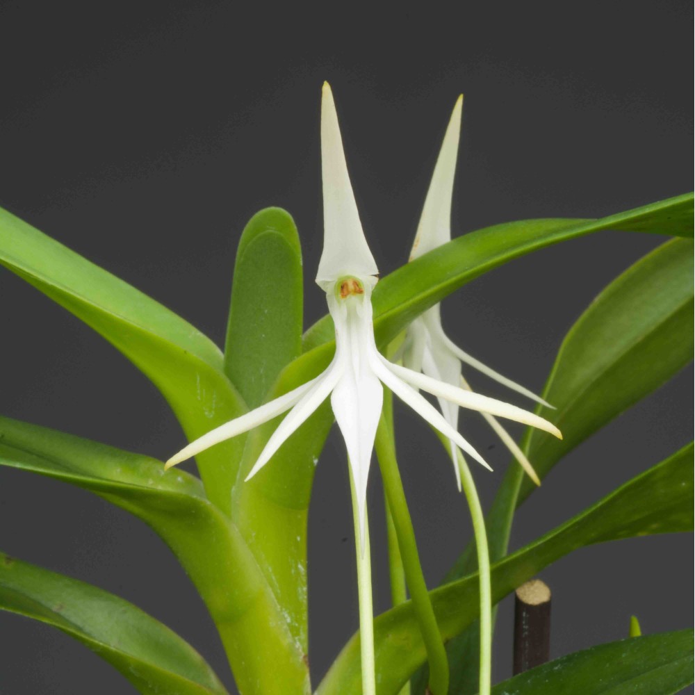 Jumellea arborescens